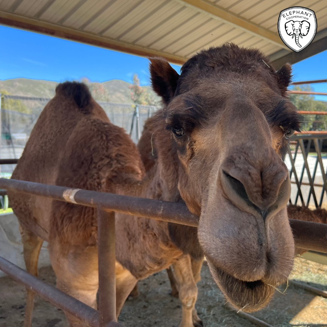 Elephant Cooperation tweet media