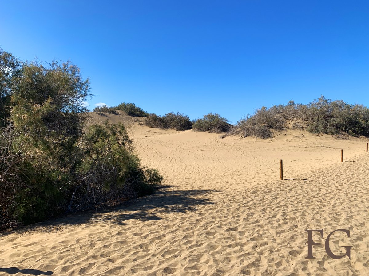 fallguy79's tweet image. Gran Canaria, Dunas de Maspalomas (01/09/2025)

#maspalomas #grancanaria #canaryislands #atlantik #atlanticocean #dunes #dunas #dünen #dunasdemaspalomas #playademaspalomas #kanarischeinseln #kanaren #dünenlandschaft #sanddunes #sanddünen #sommer2025 #visitgrancanaria #landschaft