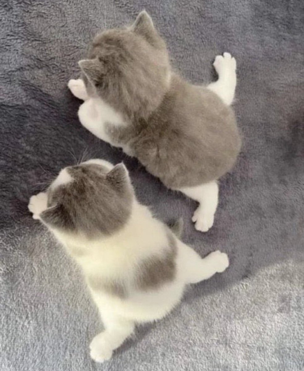 Bakutan_bot1's tweet image. 後ろ姿が可愛すぎる子猫