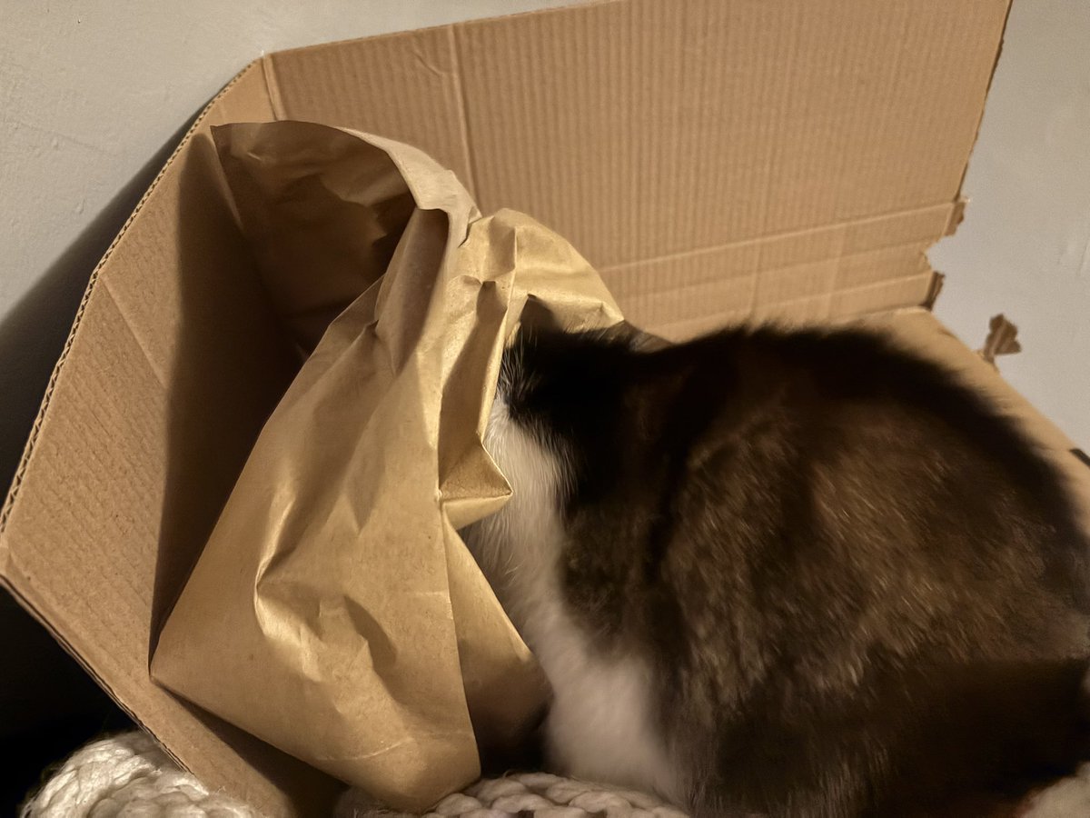 See a box, must sit in box! Theres actually two cats in this box at this point, but Kenny decided he needed it more than Clementine, who was chilling in a corner! Day 15 of #365DaysOfCats