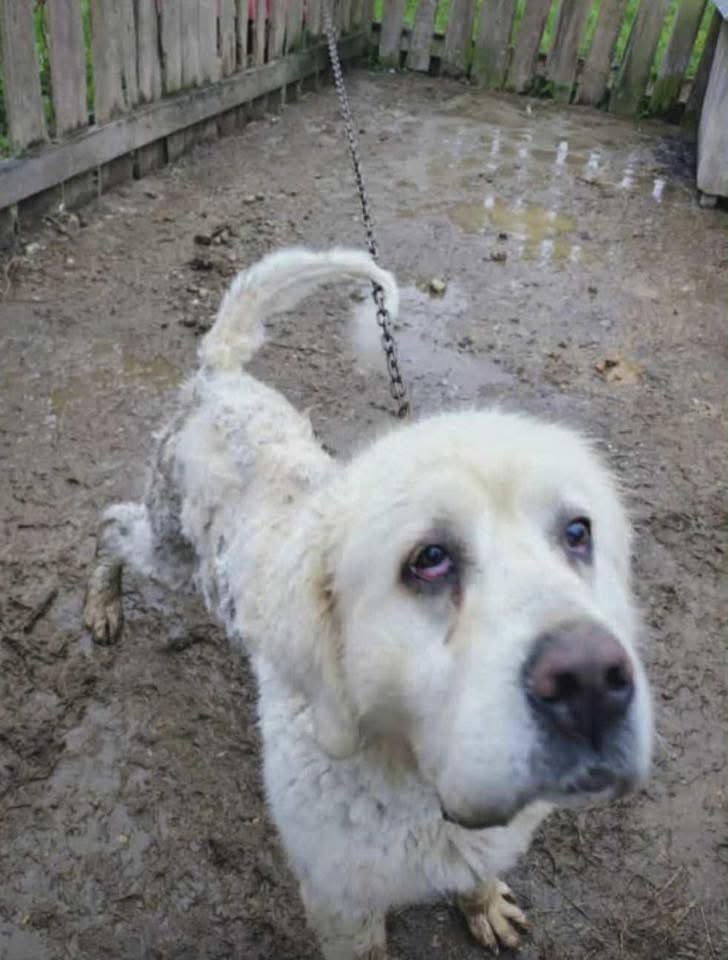 Pani Monika Frech prosi o pilną pomoc.

W jednej z wsi na Podhalu, w gminie Czarny Dunajec, od lat trwa cicha tragedia zwierząt. Przy mrozach sięgających -18°C cztery psy nadal są tam uwięzione na łańcuchach całe życie bez spacerów, w nieocieplonych budach, bez wody, karmione