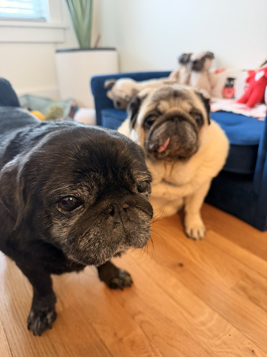 SallypugWeir's tweet photo. “But why can’t we go for walkies right now?” (Short answer: the temperature is feels like 0 in our neighborhood right now and no one wants frozen puggies 🥶)
#sallypughugs #lovefromleota #pug #pugsofinstagram #dogsofinstagram https://t.co/dJWGQILjGx