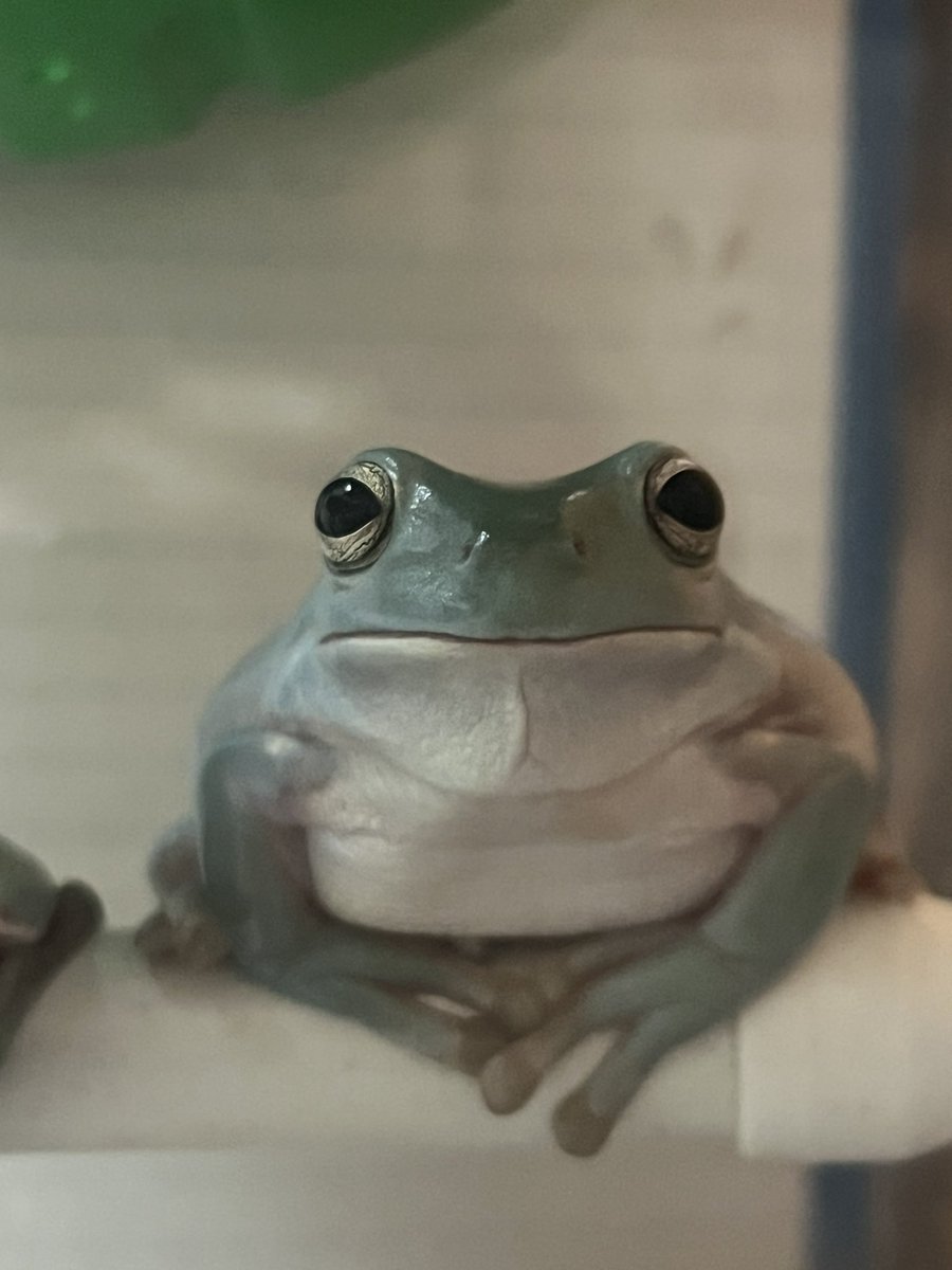 せせりーん超絶怒濤平安貴族墾田永年私財法閻魔蟋蟀薄羽蜉蝣膃肭臍襟巻蜥蜴背黄青鸚哥 tweet media