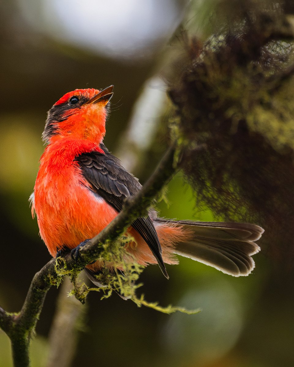 DarwinFound's tweet photo. Jack Dumbacher from @calacademy adds:
“If taxonomic revisions recognize these lineages separately, it would allow their extinction risk to be evaluated more accurately.”
#ConservationScience #GalapagosBirds https://t.co/6Nnbi1g2gb