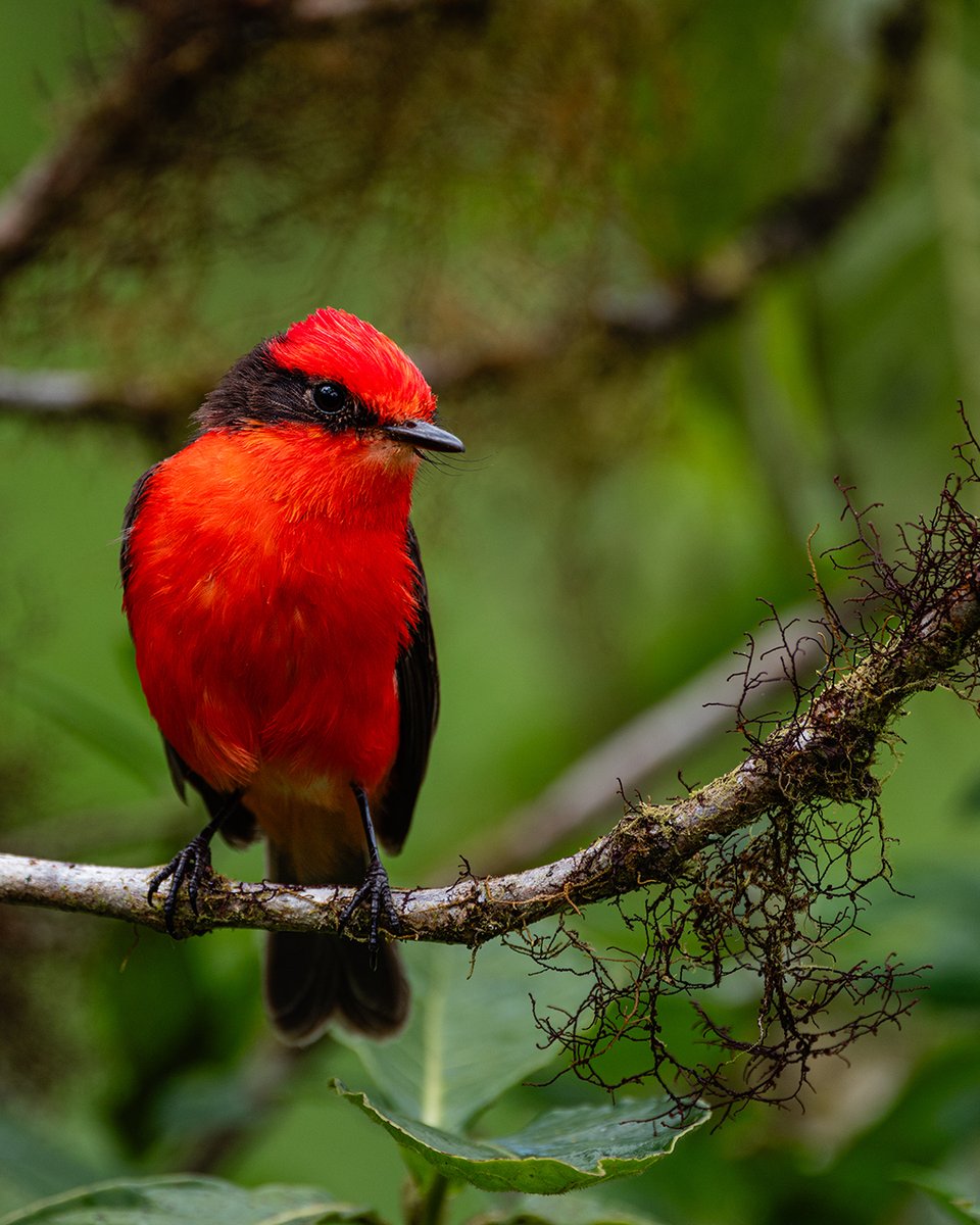 DarwinFound's tweet photo. #News🔬 A new genetic study reveals that Galápagos Vermilion Flycatchers aren’t one uniform species—but a group of long-isolated island lineages, shaped by hundreds of thousands of years of evolution.
#GalapagosFlycatcher #ConservationGenomics #IslandEvolution https://t.co/TZTlwA0p4t