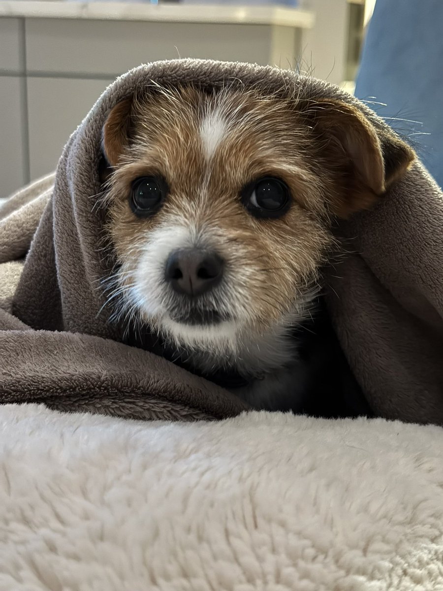 Josh Anon tweet media