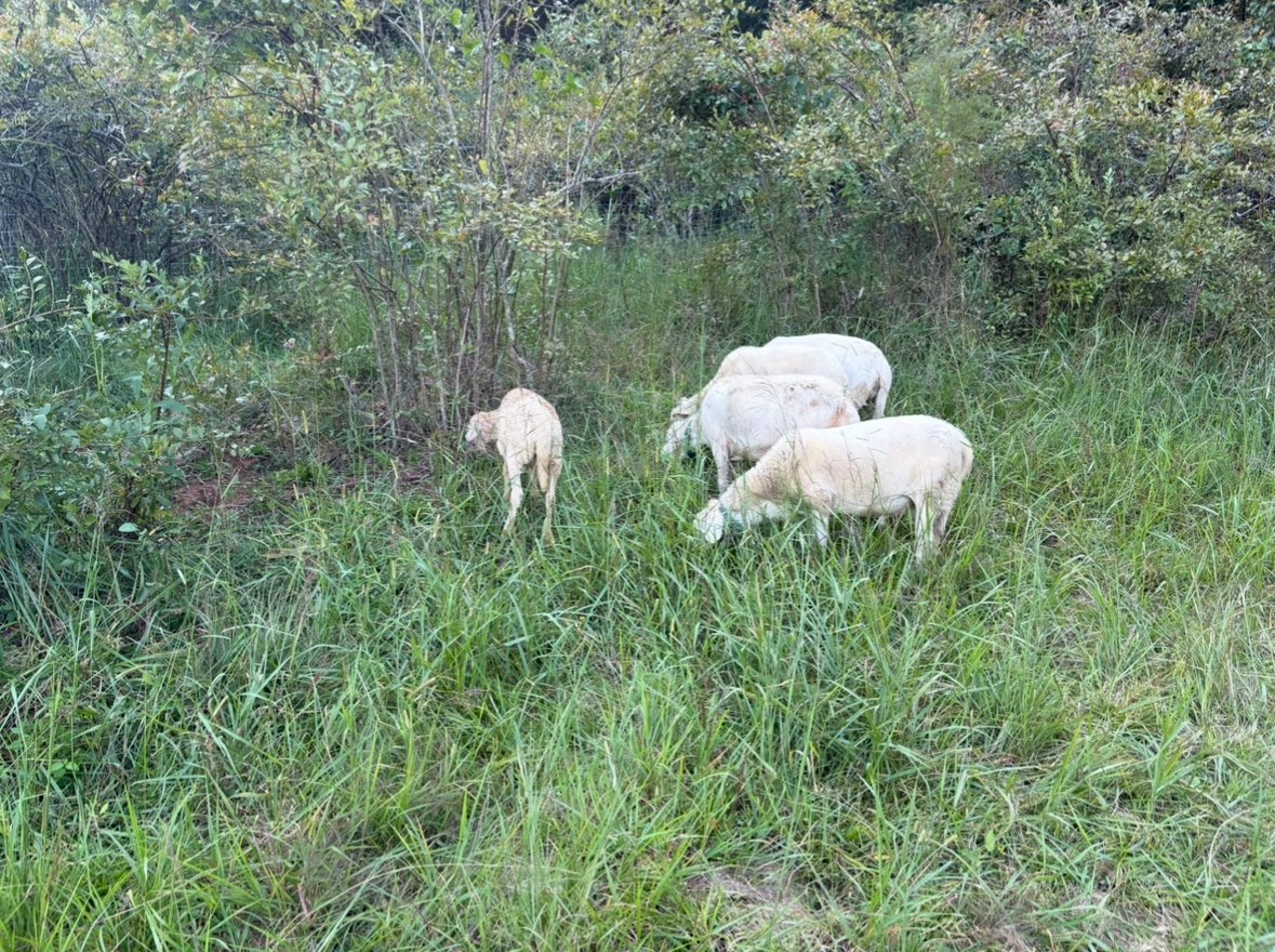 As much as I love cattle, I have to admit, I think sheep may be better soil builders than cattle

I can get 32 hooves stomping down forage for every 4 cow hooves with a much lower psi