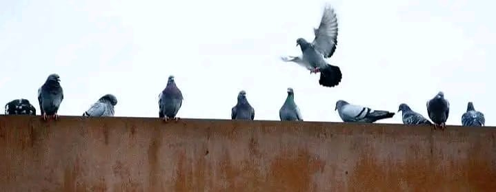 جب کوئی دوسرا تکلیف میں ہو، تو اپنی تکلیف کا ذکر نہیں کیا کرتے !

#محبت_فاتح_عالم✌🏼