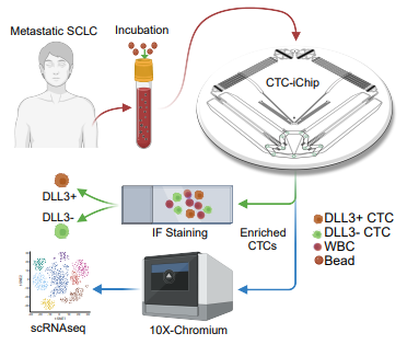 Elizabeth McKenna tweet media