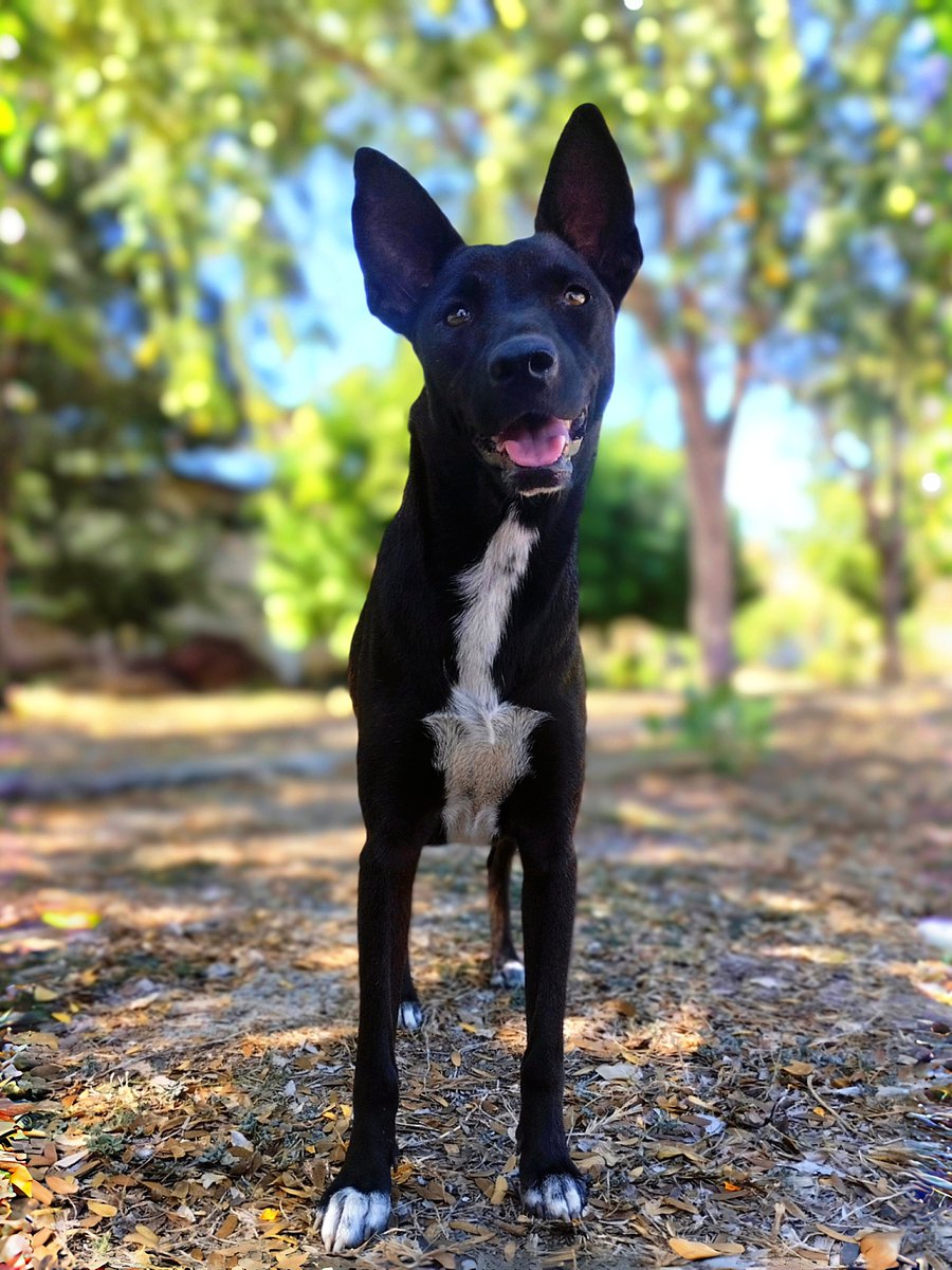 Ingargiola's tweet image. Me la conseguí otra vez, me saludó todo lindo y volvimos a jugar a las carreritas.

Debe tener casita o alguien que la cuide porque es cariñosa, no está flaquita, ni sucia.

En fin, aquí la perrita con las orejitas más grandotas y lindas: