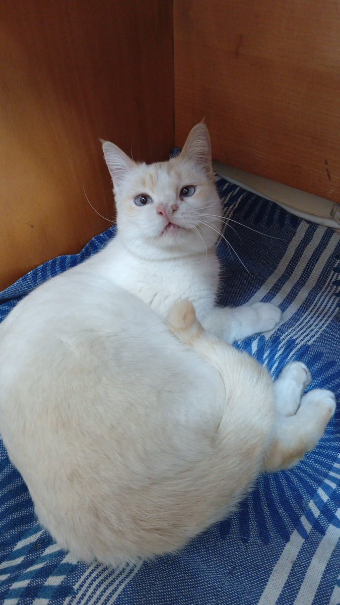 AcofalX's tweet photo. Gatita joven nació en la calle  se refugia en una urbanización, no quieren a los gatos 
En estos días de frío la tiene en acogida su alimentadora 
Es cariñosa y  sociable con otros gatitos
Se busca un hogar definitivo donde la quieran y protejan 
 Alicante
Luz 662265975 https://t.co/1BhpfCF1qZ