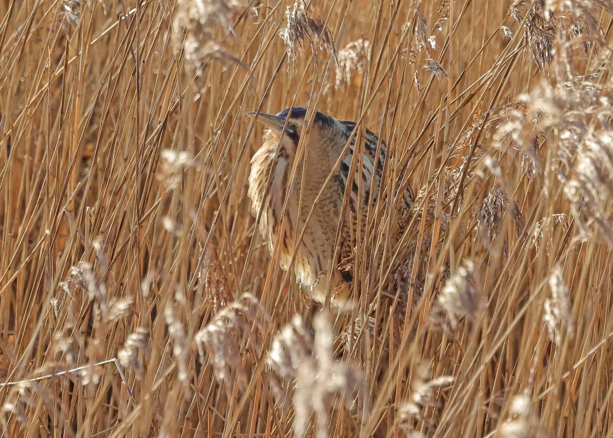 MarkHowarth123's tweet photo. North Cave wetlands yesterday @NorthCaveWet Bittern showed reasonably well. https://t.co/E4NZJBMav6