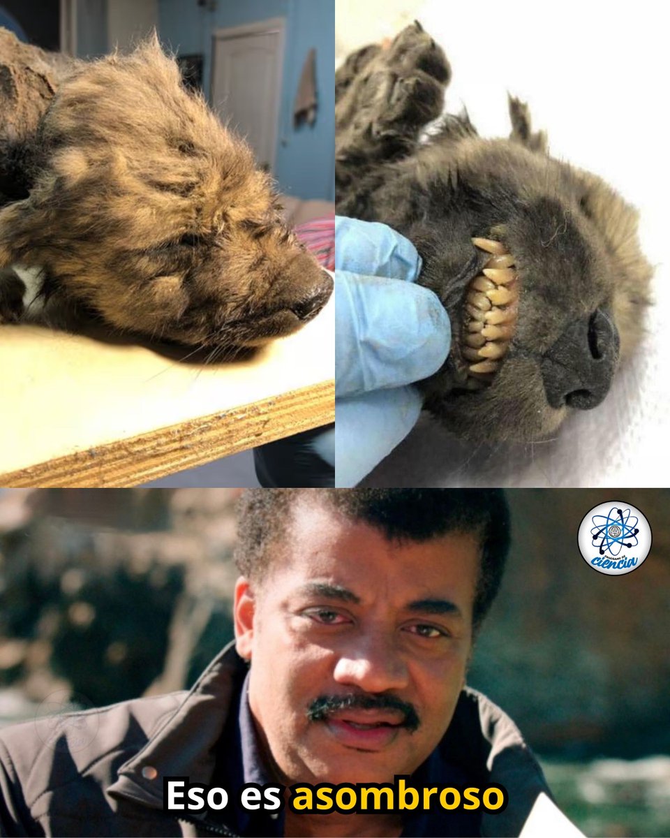 Hace unos 18,000 años, un pequeño cánido murió en lo que hoy es Siberia y quedó atrapado en el permafrost. El frío extremo conservó su cuerpo de forma asombrosa: pelaje, hocico y dientes intactos.

Los científicos lo llamaron Dogor y, tras analizar su ADN, descubrieron algo