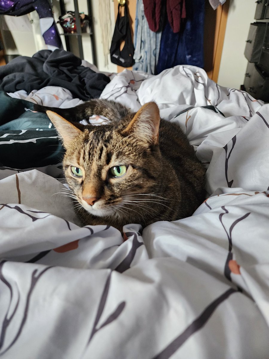 RubySunset5's tweet image. She's being so patient hoping for a piece of my bacon 🥓