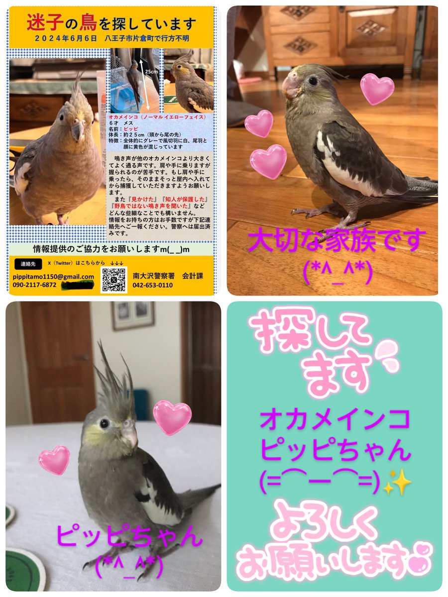 wanwan202319831's tweet photo. ＃東京都  ＃八王子市片倉町
＃オカメインコ
＃ピッピちゃん✨
どこかで保護された方はいらっしゃいませんか？
飼い主様可愛いい✨ピッピちゃんの帰りを待っています。
大切な家族です(*^_^*)
諦めていません!!
可愛いい✨ピッピちゃんが1日でも早く繋がりますように🍀
皆様のご協力お願いいたします🙏 https://t.co/owyD7G1j7m
