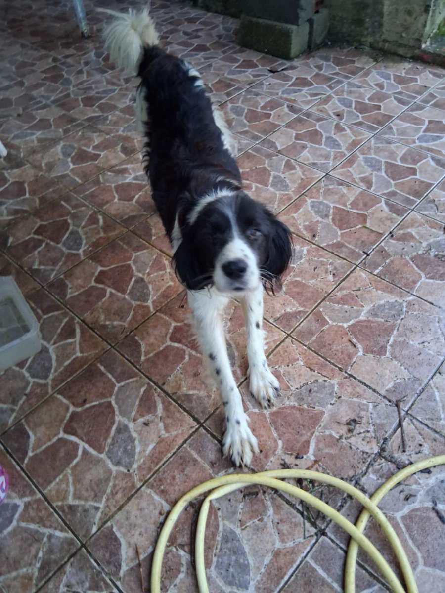 Η φροντίδα και η αγάπη κάνουν θαύματα. Μέσα σε δύο εβδομάδες ο Bruce είναι άλλος σκύλος. Χορτατος, ήρεμος, ασφαλής κ ανταποκρίνεται στη θεραπεία! Ένα υπέροχο σκυλάκι που πλέον αυτό που χρειάζεται είναι μια οικογένεια ❤️ Σας ευχαριστούμε πολύ για τη στήριξη κ τη βοήθεια ❤️