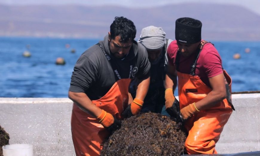 .<a href="/AquaPacificoCL/">AquaPacífico</a>  inicia un proyecto para impulsar soluciones tecnológicas en la Acuicultura de Pequeña Escala chilena  buff.ly/YWo6f0g