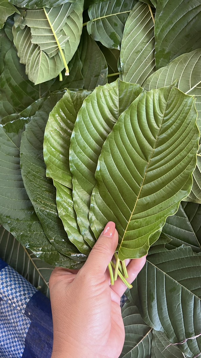 ppel69's tweet image. รับประกันยันทุกใบ ส่งงานคืนนี้ #แม่ค้าใบเขียว #กระท่อมชุมพร #พลังใบ