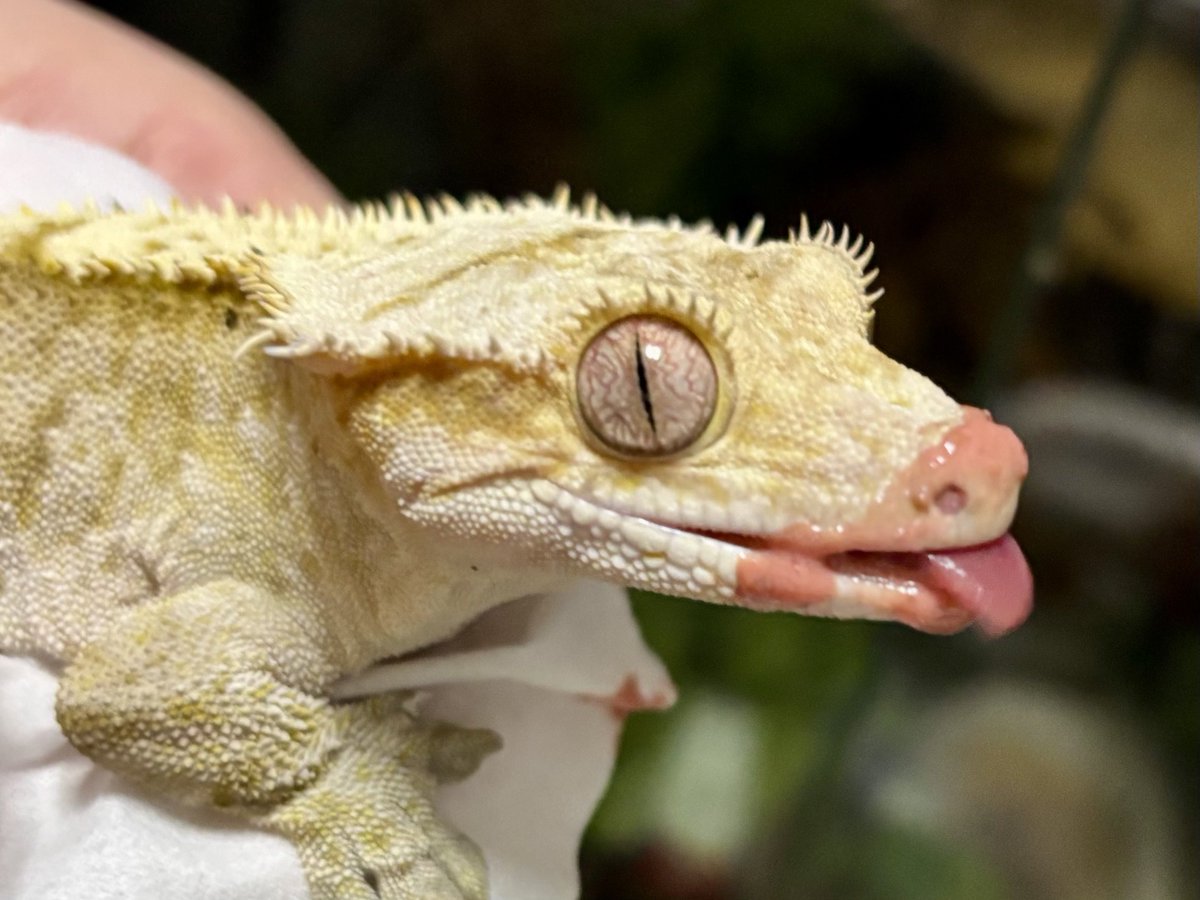 とろろちゃんごはん🍚
レパシーのチェリーボムにカルシウム添加しています🍒

#クレステッドゲッコー