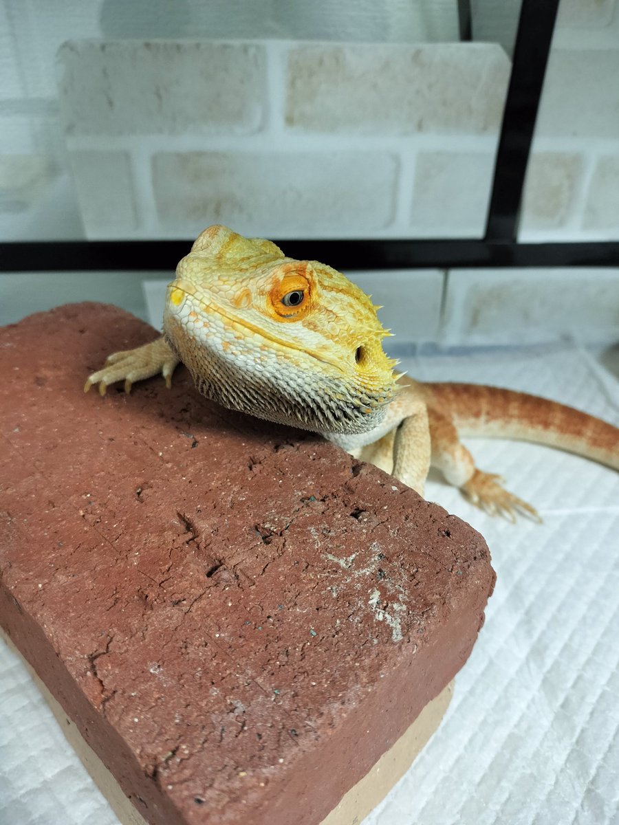 今日動物病院行ってきた。大鬱どころではなくてもう最悪な状態になってきててもしかしたらもうだめかもしれんとのことでした。普段在宅なのに今週に限って外での仕事が詰まってて帰ってきて動かなかったらどうしようとか思ってしまうけどどうしようもできない