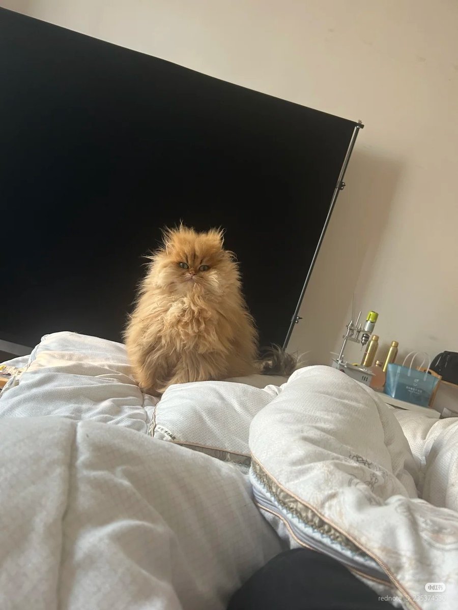 nocontextscats's tweet image. just woke up