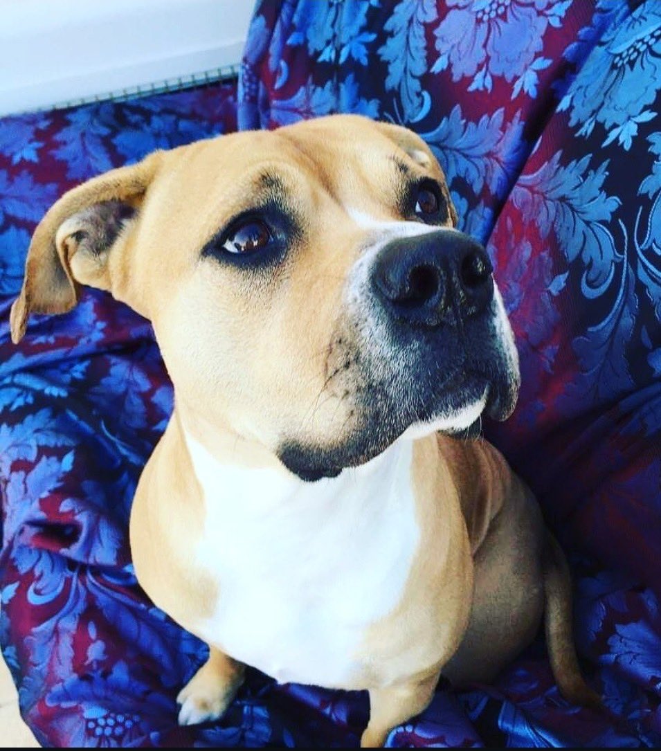 InkOfHearts's tweet image. A man’s best friend ⚫️⚪️🔴

Portrait tattoo by #EsbanditIOH

This piece took 4 hours to complete using 
@inkjecta
@butterluxe_uk
@Intenzeink

Honour your pets the right way and book in with us!

#petportrait #dogportrait #dogtattoo #ioh