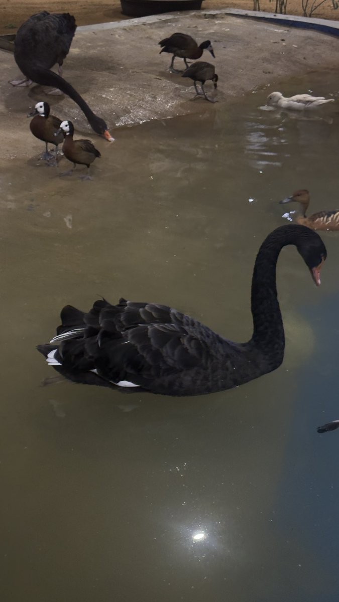 pokoisreformed's tweet image. The Black Swan Theory