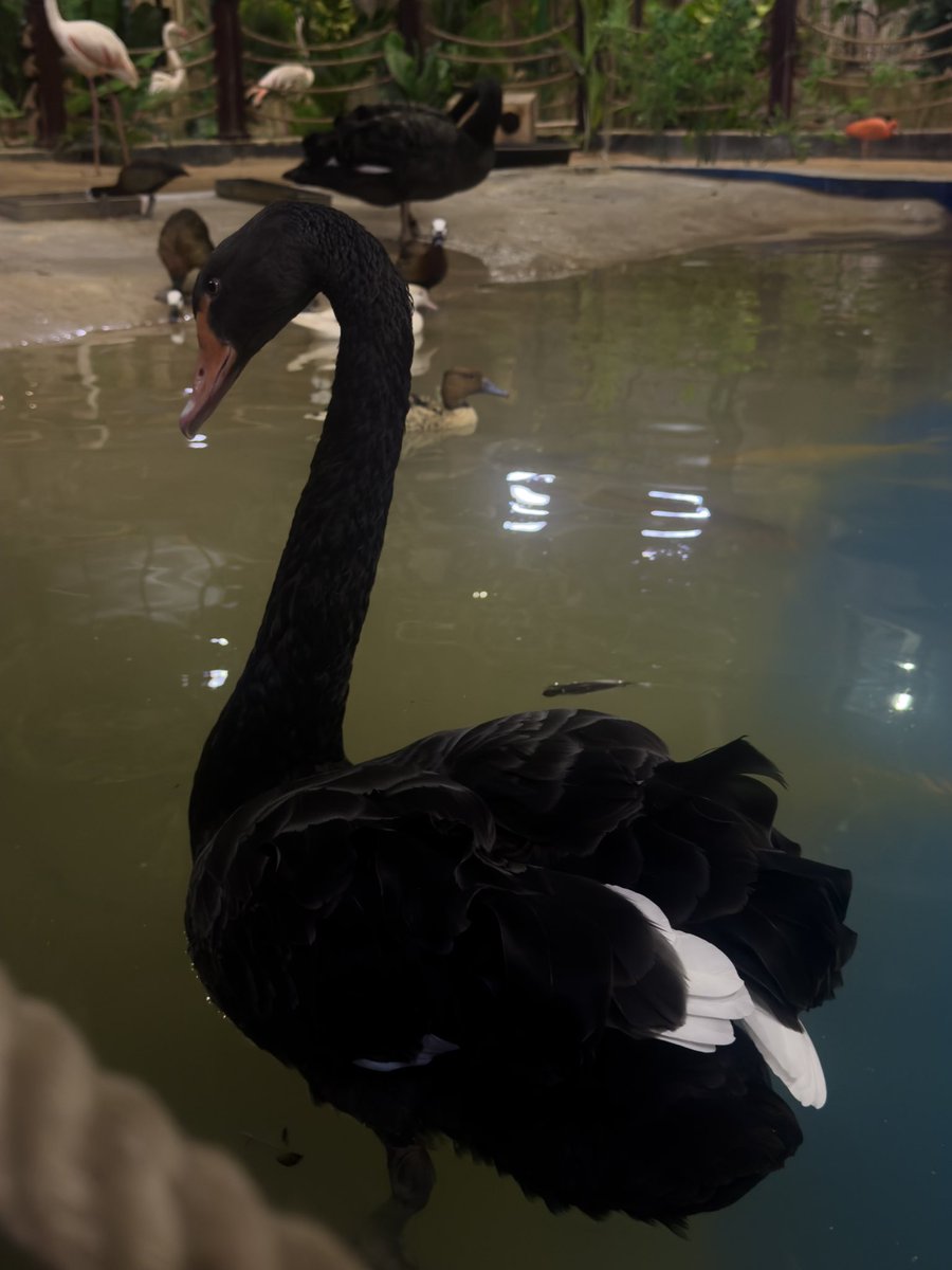 pokoisreformed's tweet image. The Black Swan Theory