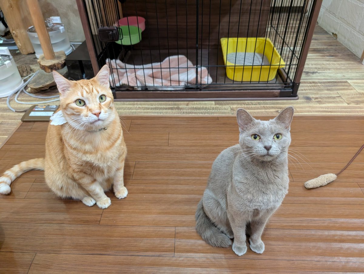 ちゅ〜る待ちのおふたり❤