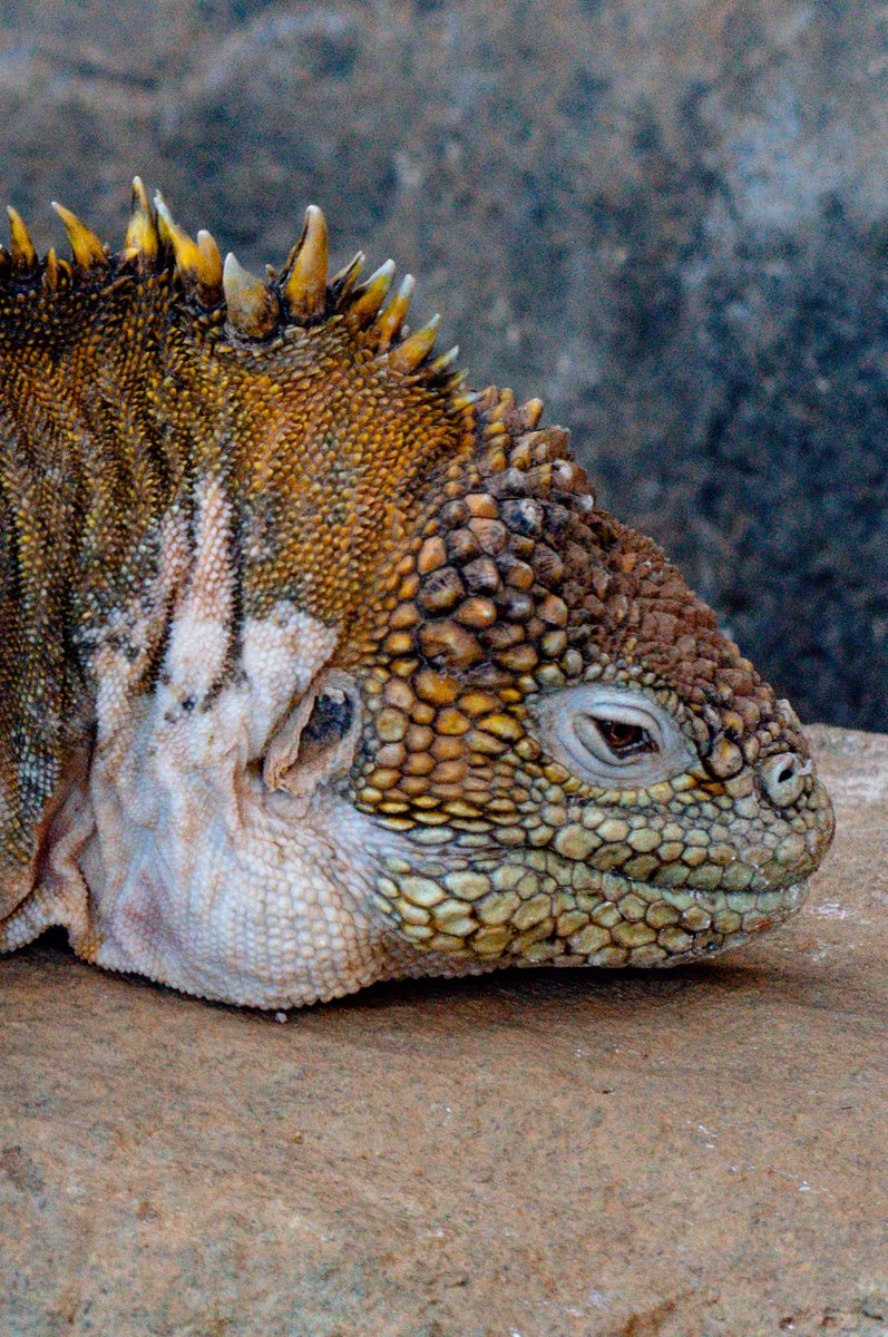 岡田　𝓁ℯ𝓃 tweet media