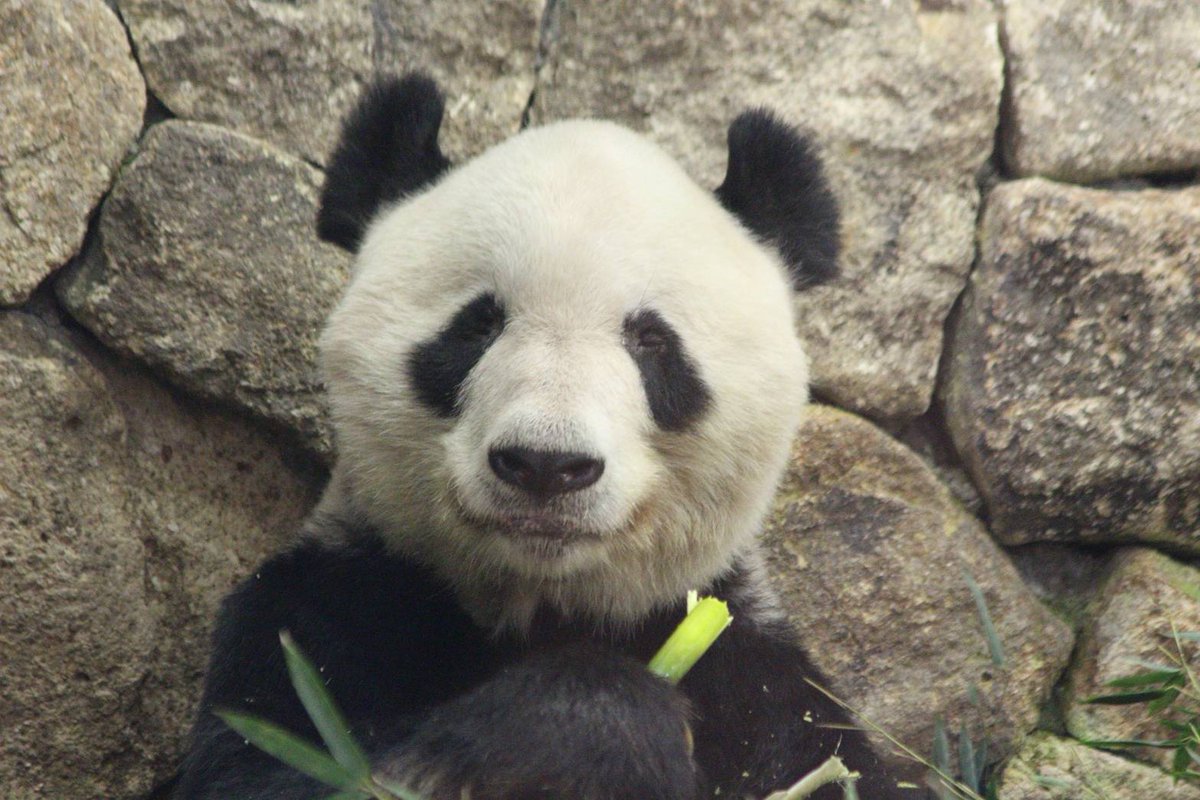 とりあえずは申し訳ないけど
永明さん🎩大好きだよ❣️

大好き意外言葉が浮かばない…

永明さん🎩は
私の中では生き続けています🥰

辛いことあったりしても
永明さん🎩の事を思うといつも元気を頂きます💪

ありがと永明さん🎩

これからもずっと好きだよ❣️

#つながるパンダファミリー
#永明