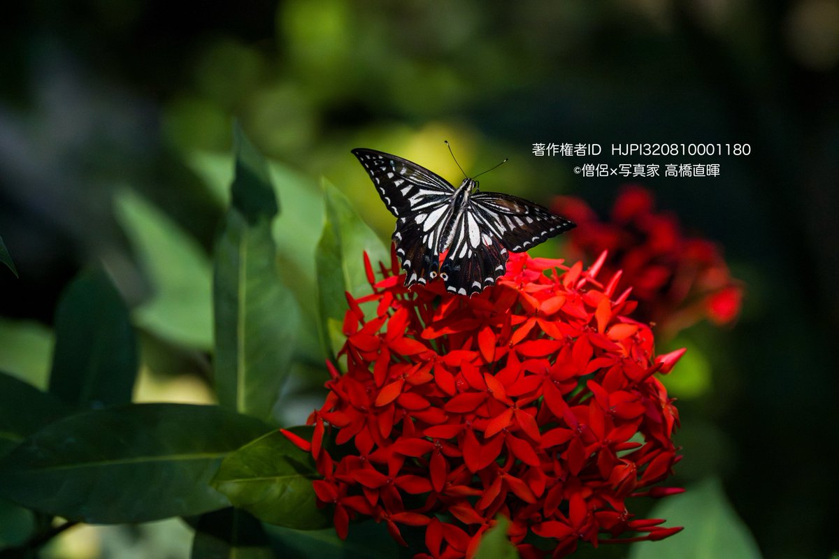 naoteru0408's tweet image. α7Vで蝶温室撮影①
ルリモンジャノメ
オオゴマダラ
ナミアゲハ
アサギマダラ

レンズは70-200G2に2倍テレコン。
プリ撮影(1秒前)、秒30コマ
AF-C、昆虫認識。