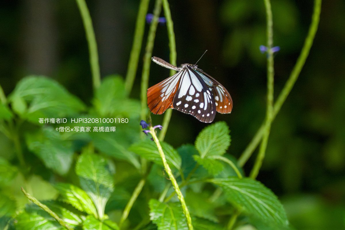 naoteru0408's tweet image. α7Vで蝶温室撮影①
ルリモンジャノメ
オオゴマダラ
ナミアゲハ
アサギマダラ

レンズは70-200G2に2倍テレコン。
プリ撮影(1秒前)、秒30コマ
AF-C、昆虫認識。