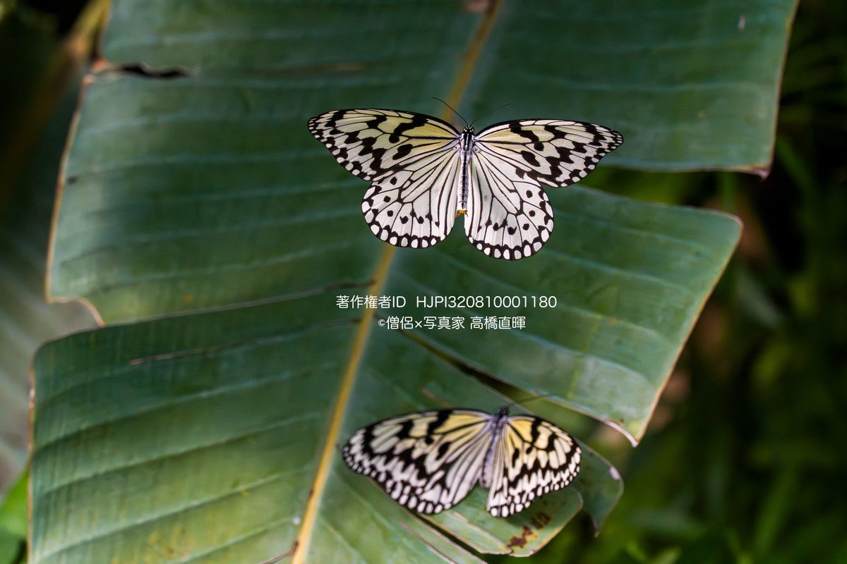 naoteru0408's tweet image. α7Vで蝶温室撮影①
ルリモンジャノメ
オオゴマダラ
ナミアゲハ
アサギマダラ

レンズは70-200G2に2倍テレコン。
プリ撮影(1秒前)、秒30コマ
AF-C、昆虫認識。