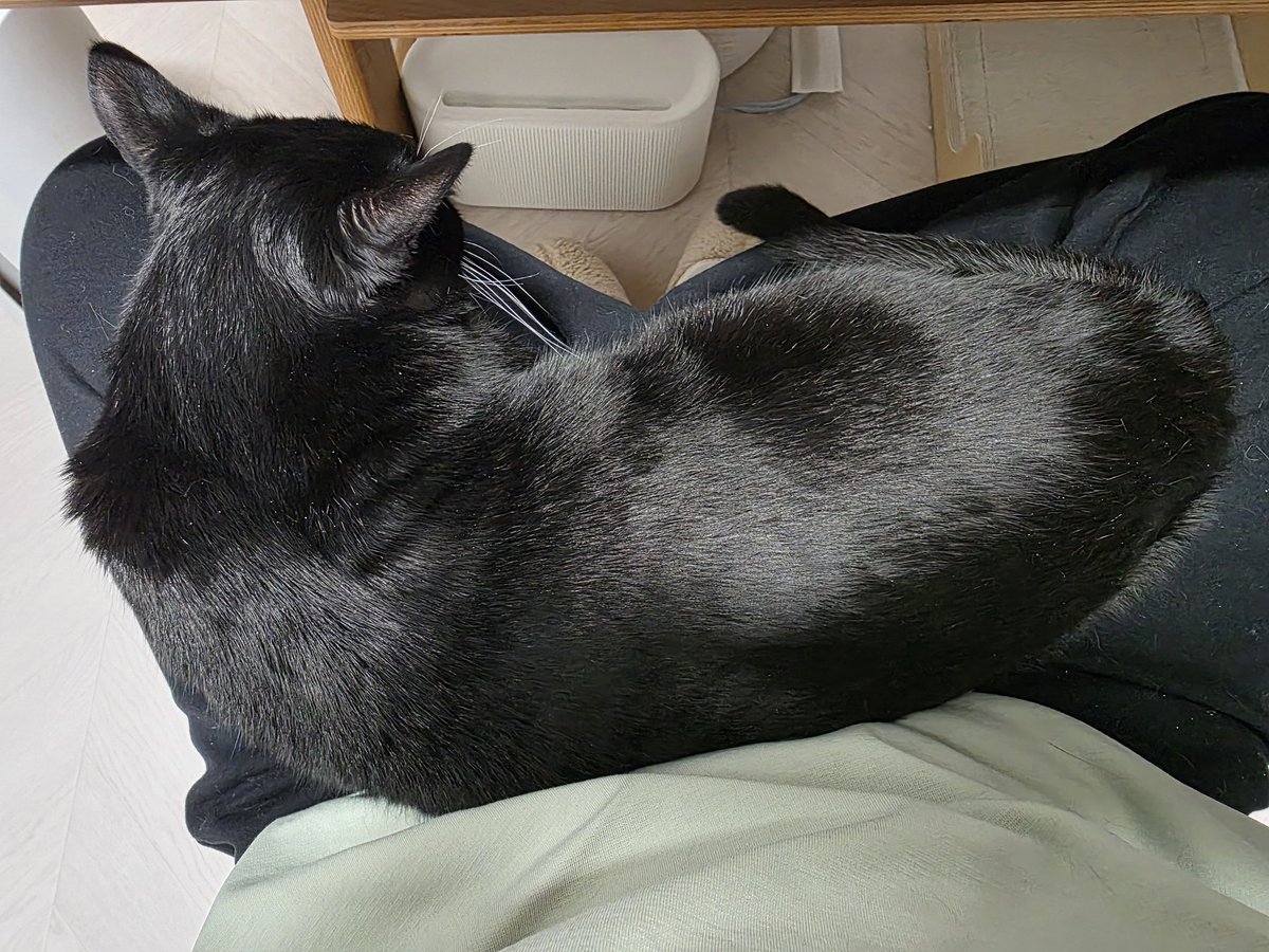 이 고양이 오늘은 똥 싸고 뒤 안 닦고 쿰쿰한 냄새 풍기며 꾹꾹이 하다 잠들었다. 똥꼬 그루밍 좀 해.. 쫓아낼까 고민했지만 귀가  따뜻해서 놔뒀다 졸린 고양이는 귀가 따끈하다