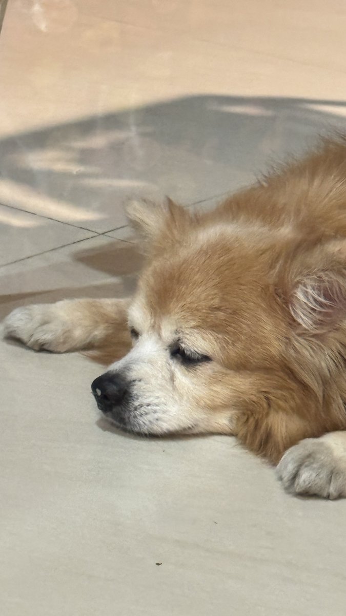 withnurs3's tweet photo. สิ่งมีชีวิตที่น่าร้ากที่สุด https://t.co/1Aru4NxoFZ