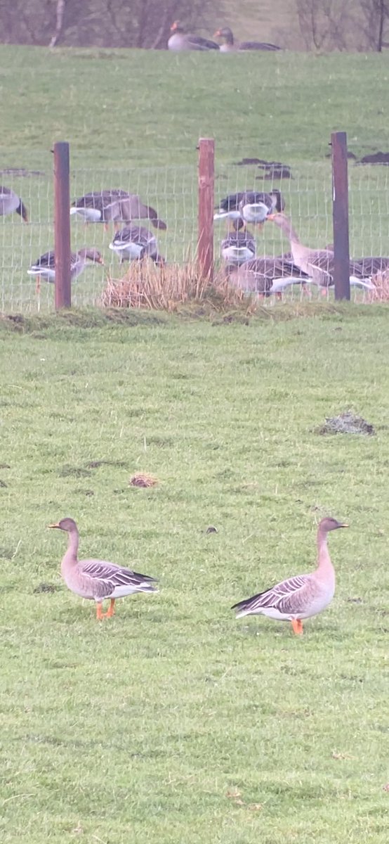 Tim Robinson tweet media