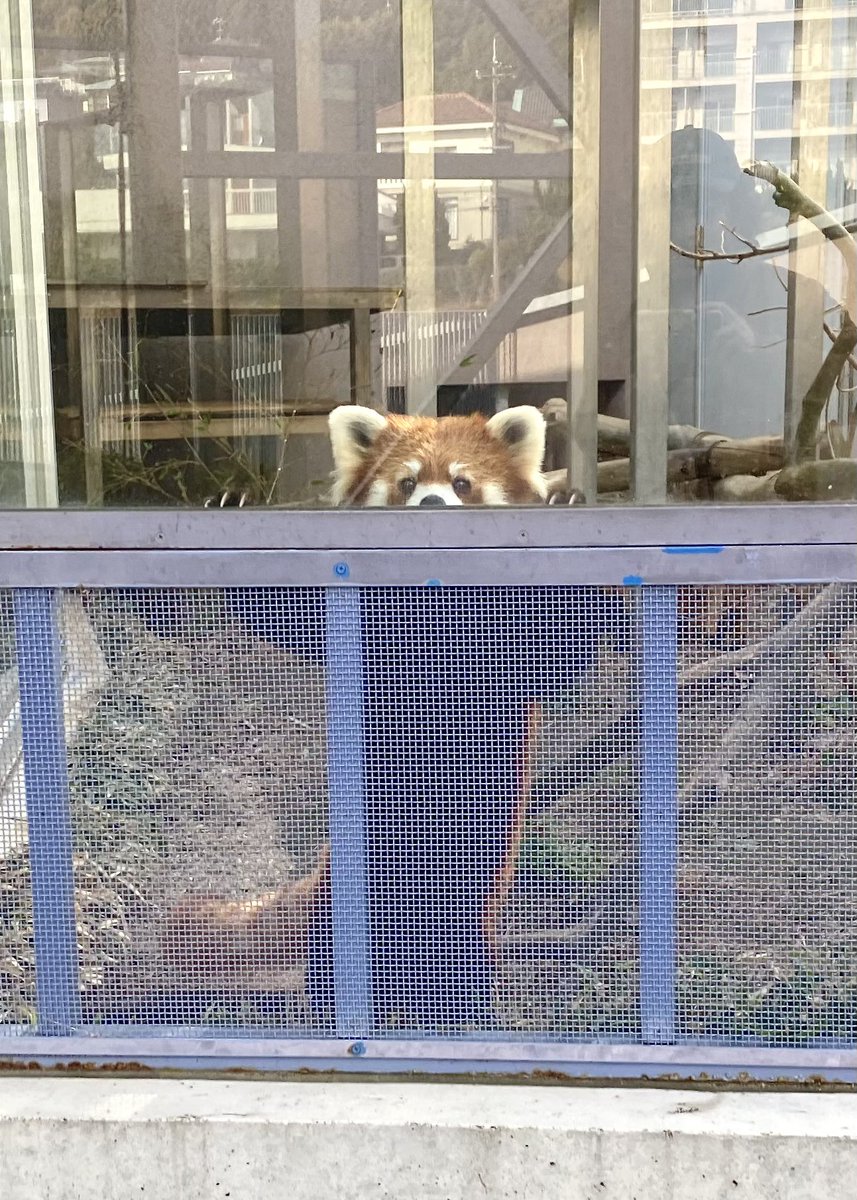 毎日見回りをしていますが、このお出迎え姿はいつ見ても慣れません。

#徳山動物園　#シセンレッサーパンダ　#レッサーパンダ　#ルールー　#待ってる　#じっ　#表情　#きらきら　#魅力