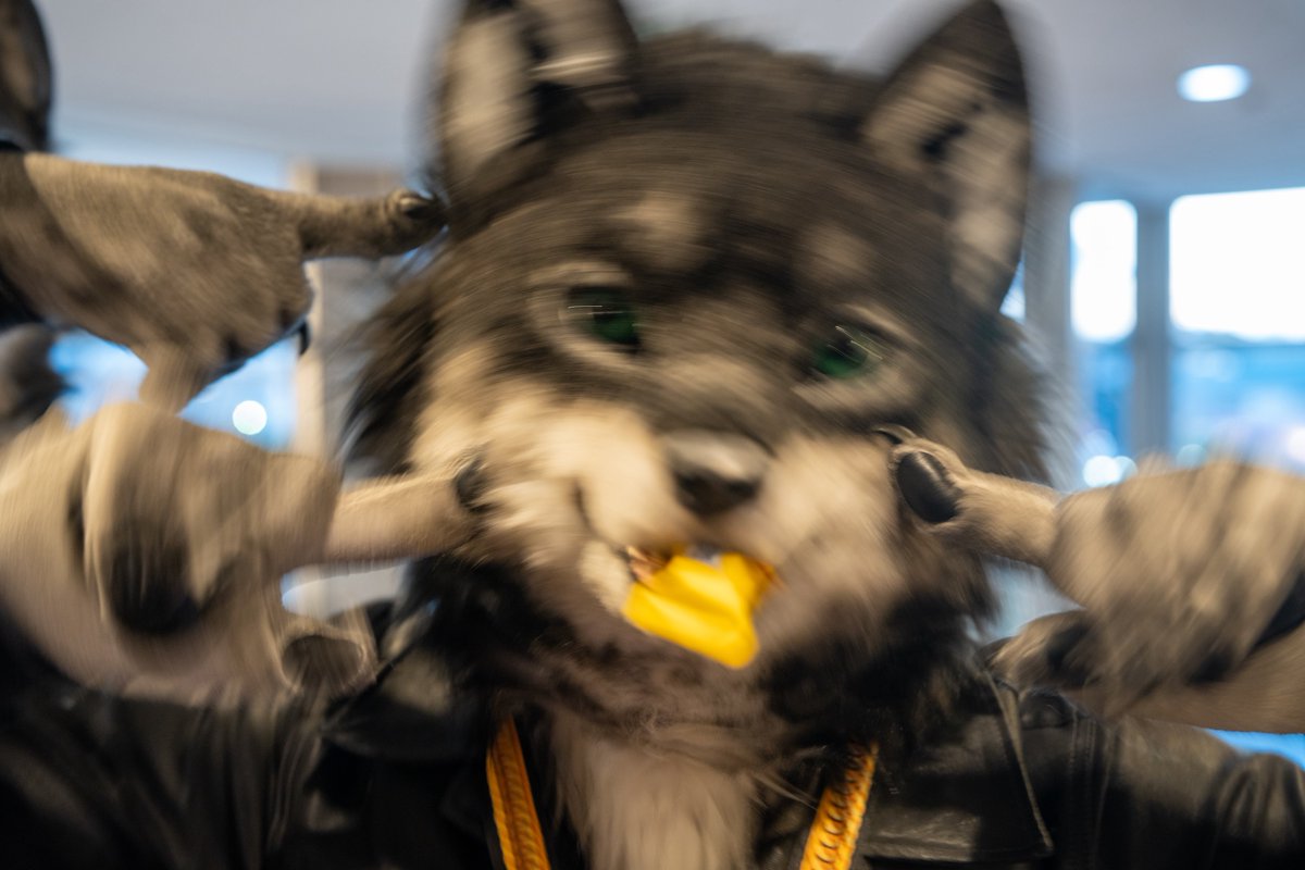 マズルドリル🐽 #JMoF2026 📸@Eis_sinmetuGARO