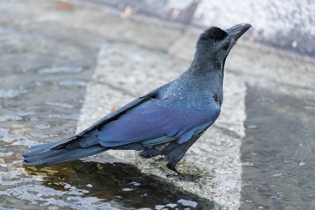 上野にて
カラスさんとのセッション。
ダイナミックなカラスの行水。
終わった後の背中の雫が綺麗✨

a7R5
FE70200 F2.8 GM OSSⅡ
#上野　#カラス　#カメラ #動物