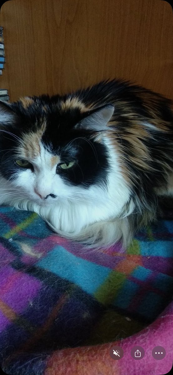 Гугол робить боляче. Їх всіх вже нема😭