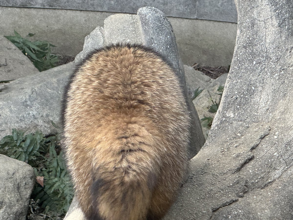 たぬきのおしりいいね 本物の方も一応(笑)