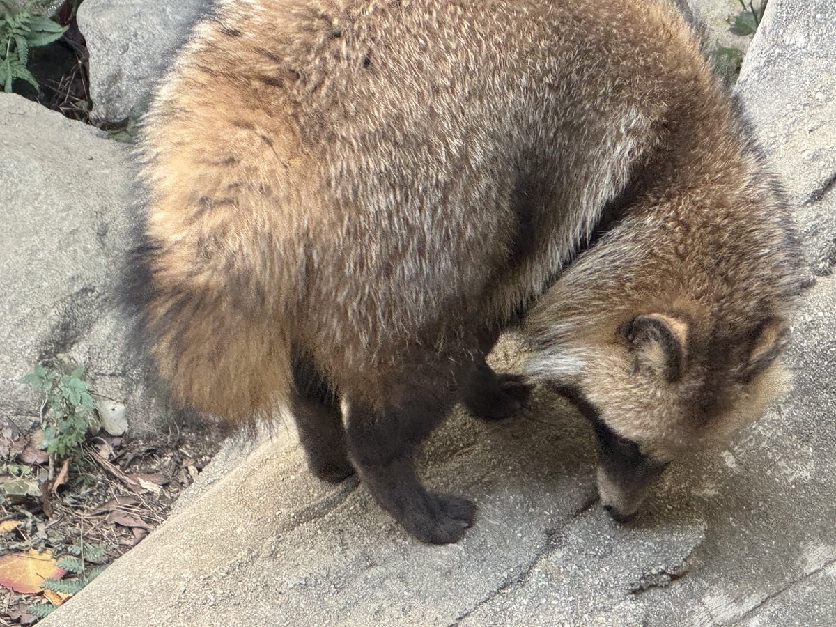 たぬきのおしりいいね 本物の方も一応(笑)