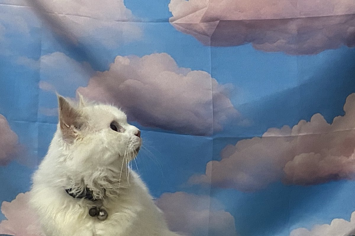 bbibibei's tweet image. 