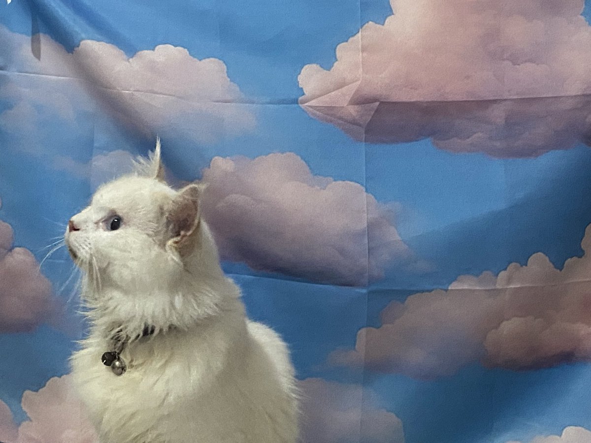 bbibibei's tweet image. 