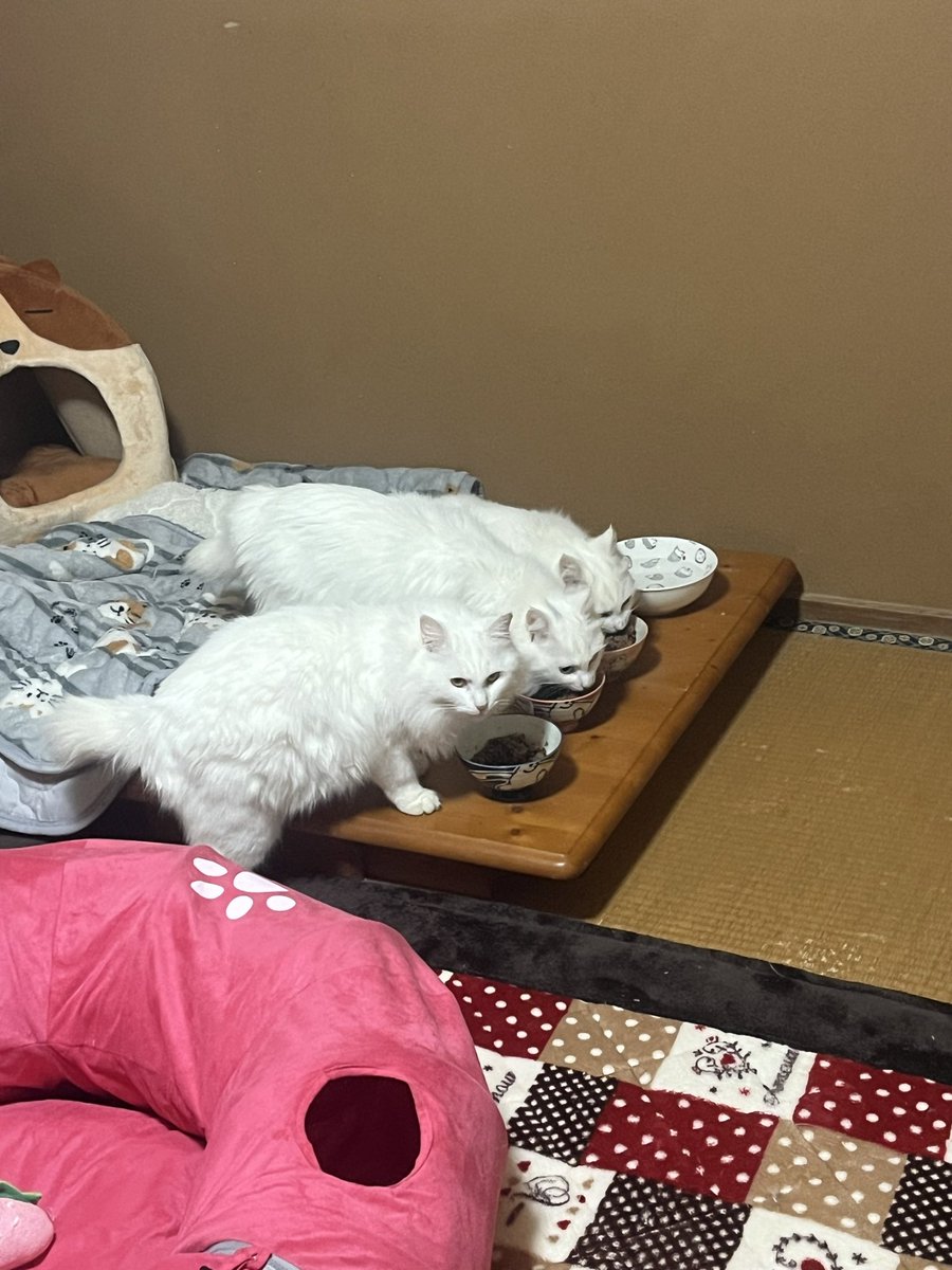 白猫親子も3匹揃って晩ご飯でした😋💕 全員モコモコふわふわで可愛い。