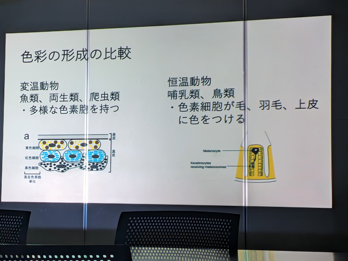 本日の例会風景
2025年度としては最後の例会です！
今日は鳥の虹彩の色の多様性についてのお話でした。
非常に興味深い着眼点で、分子的な観点から系統的な点まで幅広く網羅している大変良い発表でした！