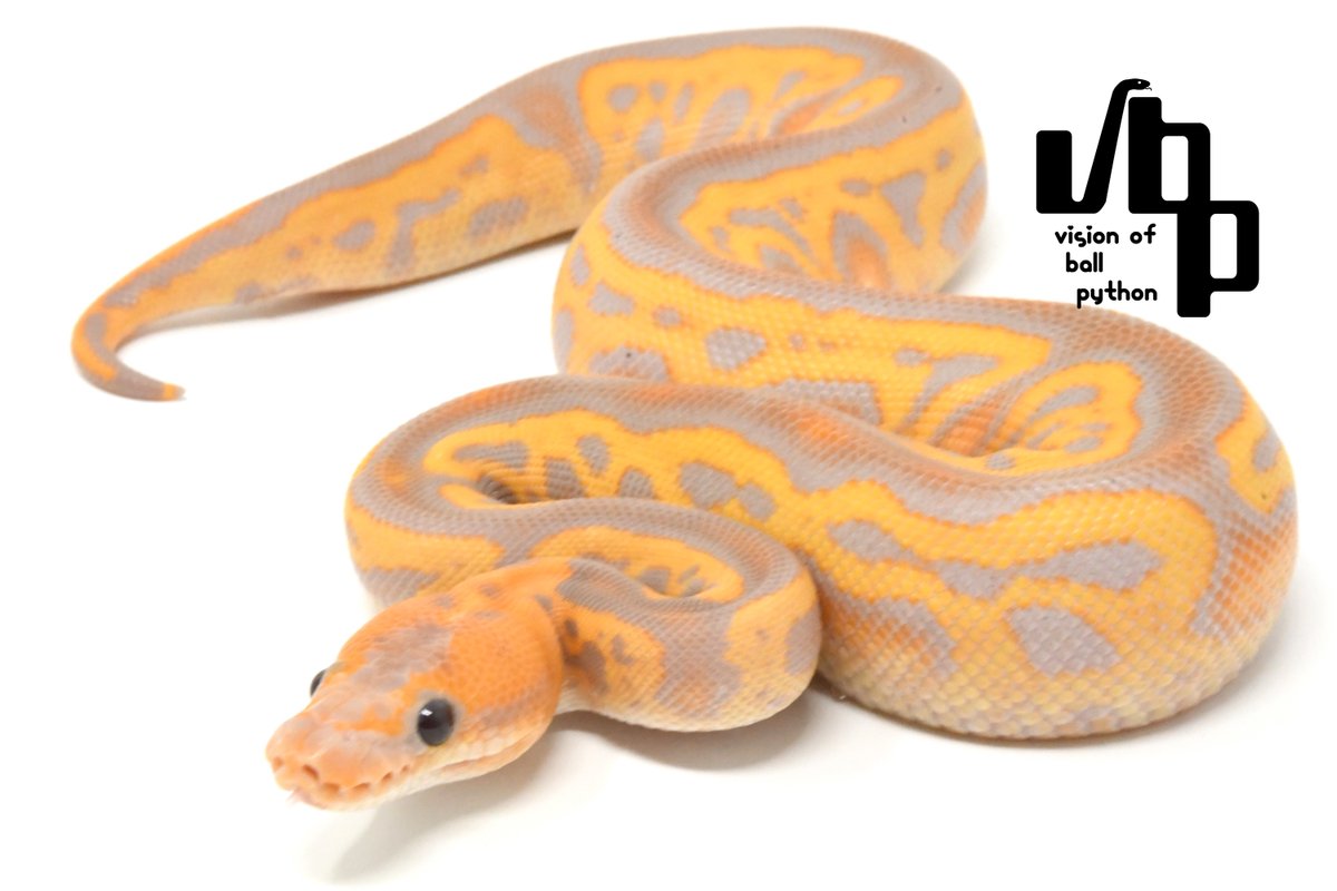 vbp / vision of ball python tweet media