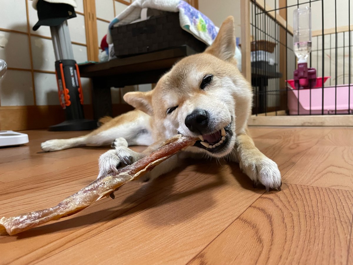 MSfjam's tweet image. ガム噛むいぬ