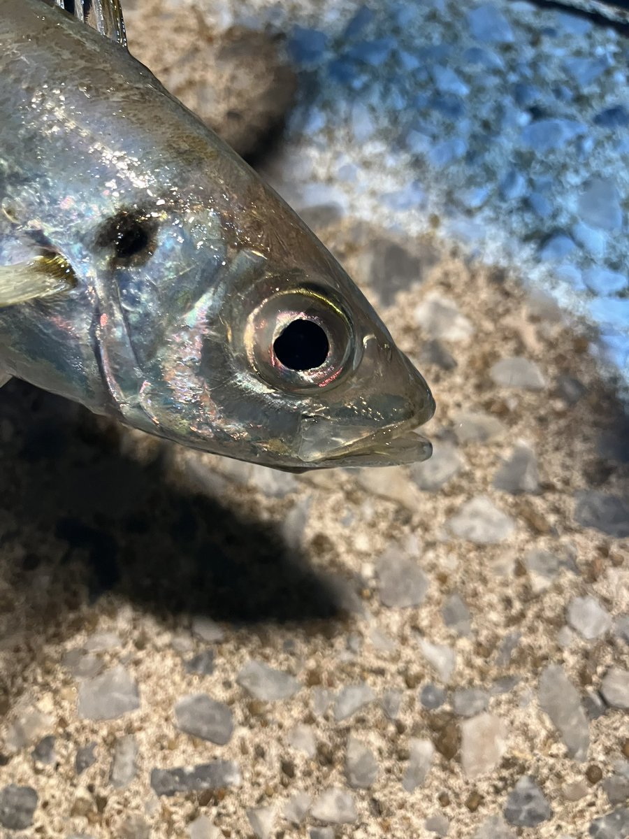 ajingpinko's tweet photo. ようやく行けた初釣り！

26コルトプロト642にスイムヘッドとピラピラピラリンで本命の鯵ゲット😍

今年もよろしくお願いいたしますー🙇 https://t.co/1TNBaLT22o